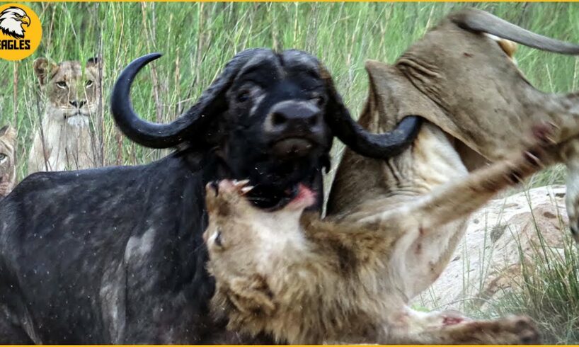 10 Horrific Moments When Deadly Horns Crush Predators | Animal Fights