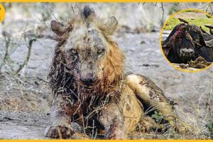 10 Painful Moments! Injured Lion Fights Wild Buffalo, Fails Before The Ferocious Prey | Animal Fight