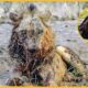 10 Painful Moments! Injured Lion Fights Wild Buffalo, Fails Before The Ferocious Prey | Animal Fight