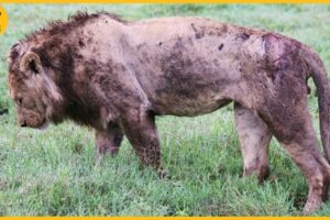 10 Painful Moments! Injured Lion Fights Wildebeests, Fails Before The Ferocious Prey | Animal Fight