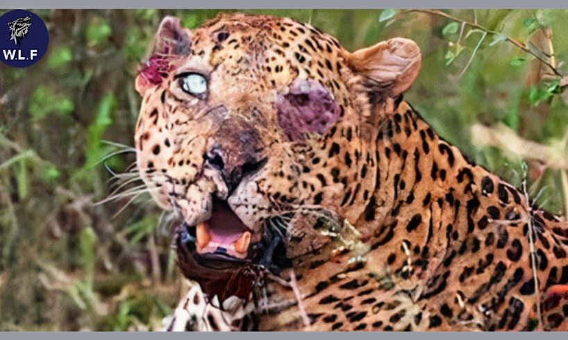 10 Tragic Moments! Injured Leopards While Picking The Wrong Prey | Animal Fight