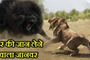 10 ऐसे जानवर जो शेर की जान ले सकते हैं . 10 ANIMALS THAT CAN KILL A LION .