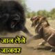 10 ऐसे जानवर जो शेर की जान ले सकते हैं . 10 ANIMALS THAT CAN KILL A LION .