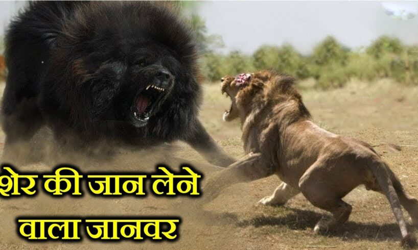 10 ऐसे जानवर जो शेर की जान ले सकते हैं . 10 ANIMALS THAT CAN KILL A LION .