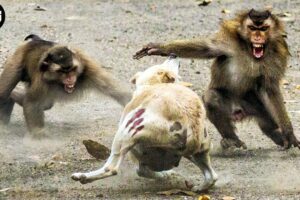 15 Chaotic Battles When Monkeys Rushes Into The Dog's Territory | Animal Fight