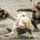 15 Chaotic Battles When Monkeys Rushes Into The Dog's Territory | Animal Fight