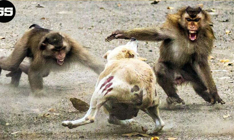 15 Chaotic Battles When Monkeys Rushes Into The Dog's Territory | Animal Fight