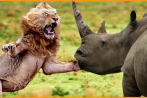 15 Heavy Battle Where Rhinos And Lions Take The Stage | Wild Animals