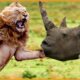 15 Heavy Battle Where Rhinos And Lions Take The Stage | Wild Animals