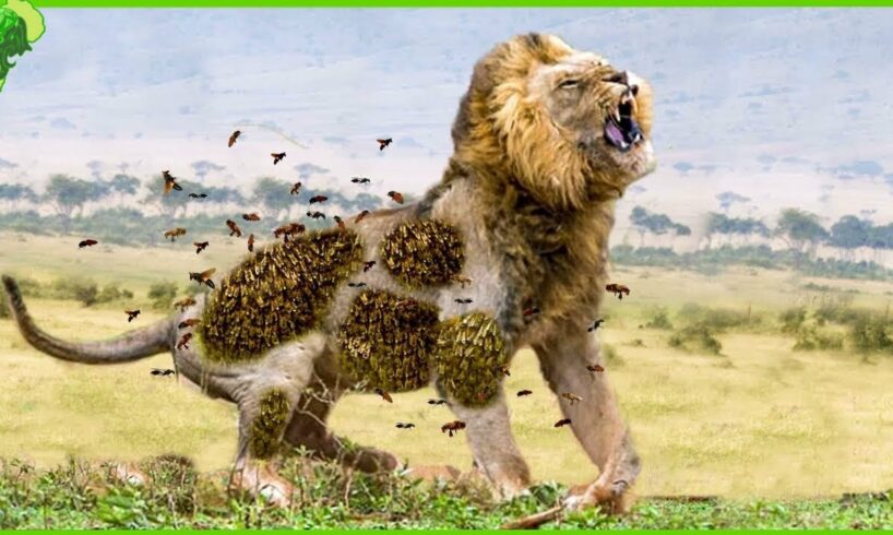 15 Merciless Moments When Lions Attack Their Prey