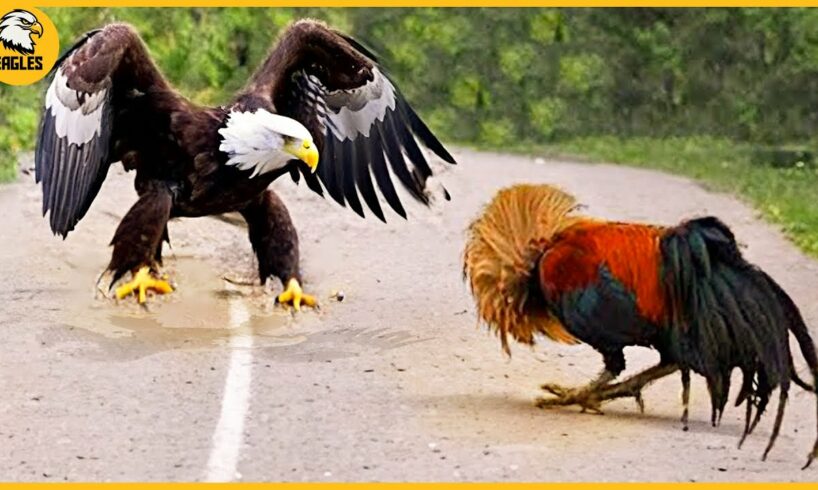 15 Moment The Eagle Didn't Know That The Rooster Was A Fighter, What Happens Next? Animal Fight