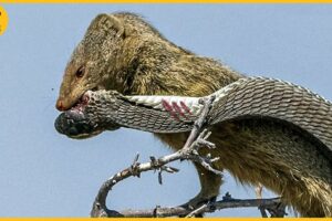 15 Most Exciting Moments of Mongoose vs Black Mamba and King Cobra Fights | Animal Fight