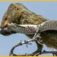 15 Most Exciting Moments of Mongoose vs Black Mamba and King Cobra Fights | Animal Fight