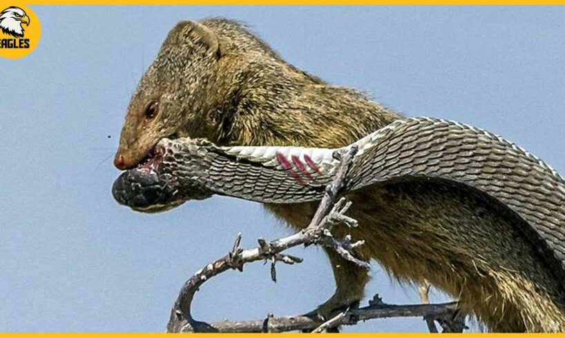 15 Most Exciting Moments of Mongoose vs Black Mamba and King Cobra Fights | Animal Fight