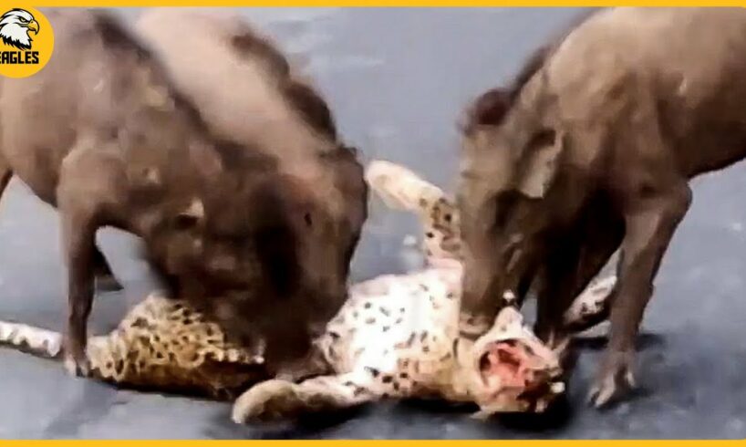 15 Painful Moments! Injured Leopards While Picking The Wrong Prey | Animal Fight