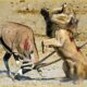 15 Painful Moments! Injured Lion Fights Antelope, Fails Before The Ferocious Prey | Animal Fight