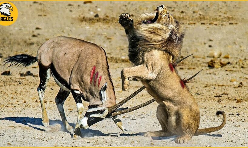 15 Painful Moments! Injured Lion Fights Antelope, Fails Before The Ferocious Prey | Animal Fight