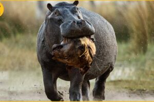 15 Painful Moments! Injured Lion Fights Hippos, Fails Before The Ferocious Prey | Animal Fight