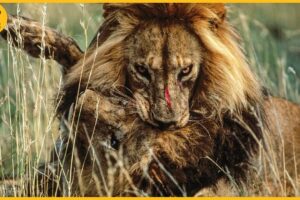 15 Painful Moments! Lion Fight To Dea.th Caught On Camera | Animal Fight