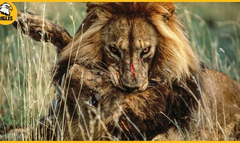 15 Painful Moments! Lion Fight To Dea.th Caught On Camera | Animal Fight