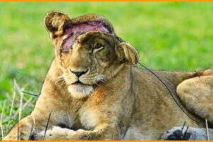 15 Painful Moments! Lions Battle Injured Against Buffalo, Wildebeest, and Horned Prey