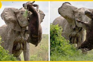 15 Rude Elephants Mercilessly On The Prowl For Anything