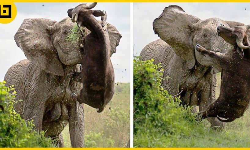 15 Rude Elephants Mercilessly On The Prowl For Anything