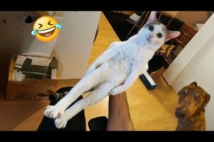 Try Not To Laugh Cats And Dogs Videos 😁 - New Funny Animals Video 2024 #2