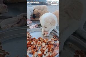 Abandoned Puppies Rescue #shorts #rescue #puppies #rescuepuppy #abandonedpuppy #puppy #fyp #viral