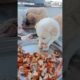 Abandoned Puppies Rescue #shorts #rescue #puppies #rescuepuppy #abandonedpuppy #puppy #fyp #viral