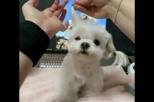 cutest puppy 🐕