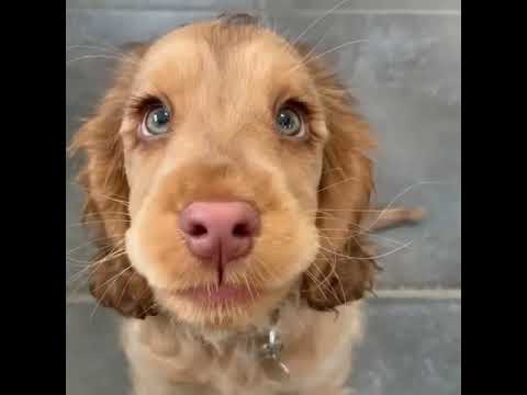 Soo Cute Puppies😍 Tik Tok Mini 😍 Funny Pets Videos 😍❤️ #shorts #dog #pet