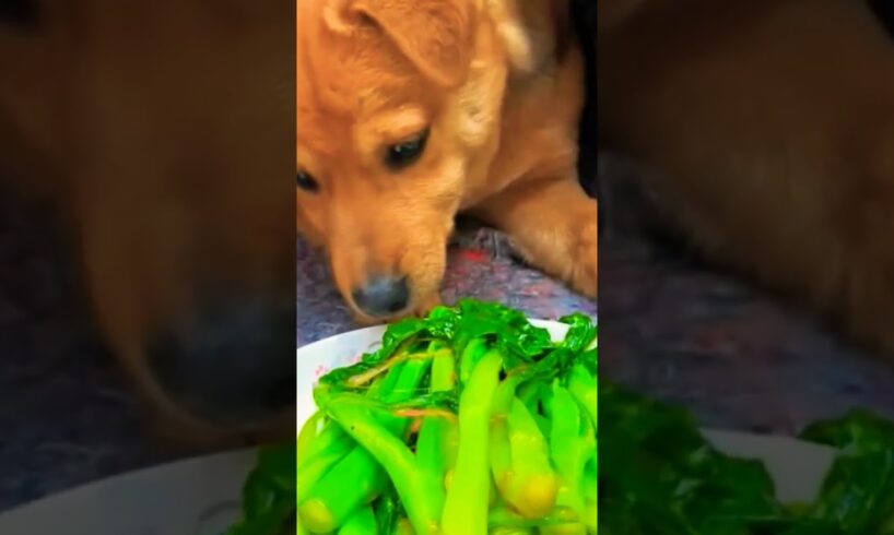 Cute puppies are eating their master