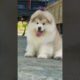 cute puppies funny moment cute overload #hellomochi #cute #funnydogs #funnyanimals #alaskanmalamute