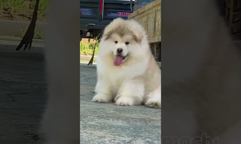 cute puppies funny moment cute overload #hellomochi #cute #funnydogs #funnyanimals #alaskanmalamute