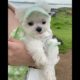 Cutest Puppies Ever #dog #puppies #cute #funnydogs #viral #reels #pawsitivevibe