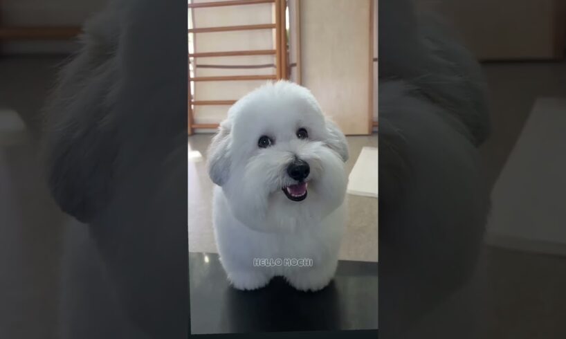 cute puppies funny moment cute overload #hellomochi #shorts #dog #funnydogs #funnyanimals #bichon