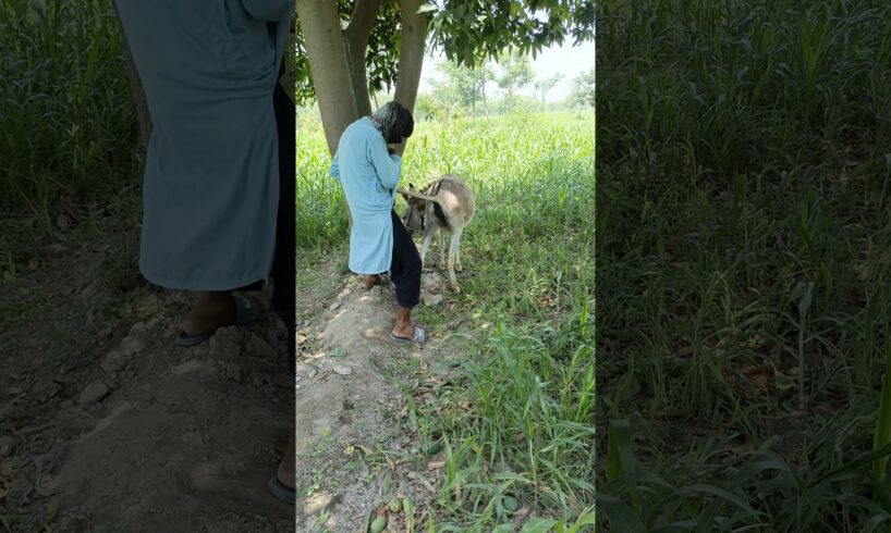 Oh no this Donkey are playing with the boy and first playing #shorts #viral