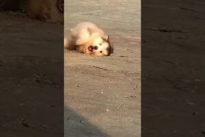 Cute Puppies 🥰♥️ super funny Alaskan malamute dogs ♥️ #puppies #puppy #petsstories