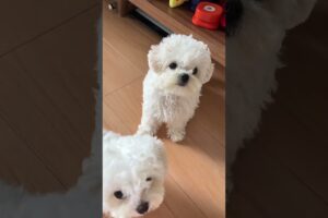 Cute puppies playing