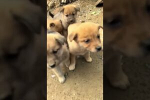 Cute Puppies 🥰♥️ super funny Alaskan malamute dogs ♥️ #puppies #puppy #petsstories