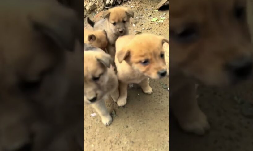 Cute Puppies 🥰♥️ super funny Alaskan malamute dogs ♥️ #puppies #puppy #petsstories