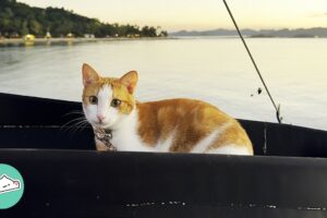 2 Cats On Boat Greet Sailors And Nap In The Cabin | Cuddle Buddies