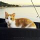 2 Cats On Boat Greet Sailors And Nap In The Cabin | Cuddle Buddies