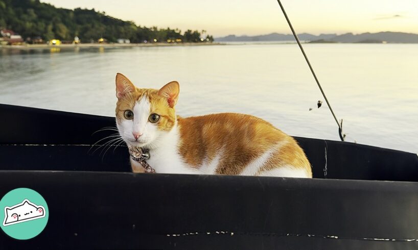 2 Cats On Boat Greet Sailors And Nap In The Cabin | Cuddle Buddies