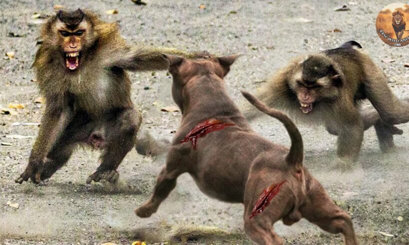 20 Chaotic Battles When Monkeys Rushes Into The Dog's Territory | Animal Fights