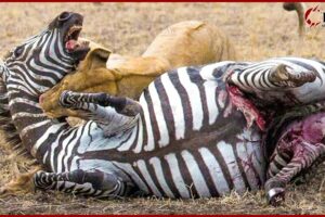 20 Moments When Lions Attack And Kills Zebras Without Merciless | Animal Fights