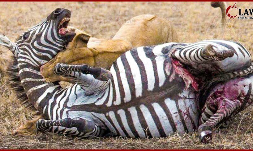 20 Moments When Lions Attack And Kills Zebras Without Merciless | Animal Fights