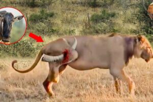 20 Painful Moments! Injured Lion Fight Wildebeests | Animal Fights