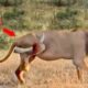 20 Painful Moments! Injured Lion Fight Wildebeests | Animal Fights